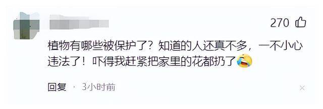 山上挖得好看植物竟然是保护植物，这个坑怎么躲？