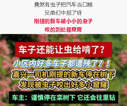 汽车被虫子啃得都是窟窿，“一边咬一边往里钻”！很多人中招