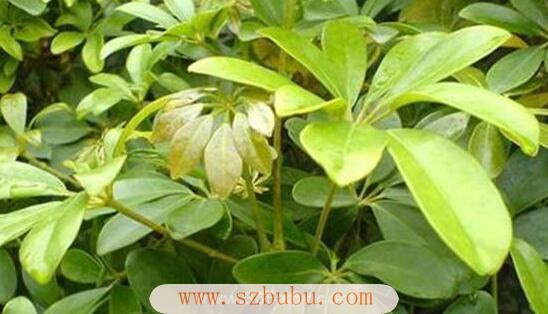 八宝树虚拟币(八宝树又叫什么名字)